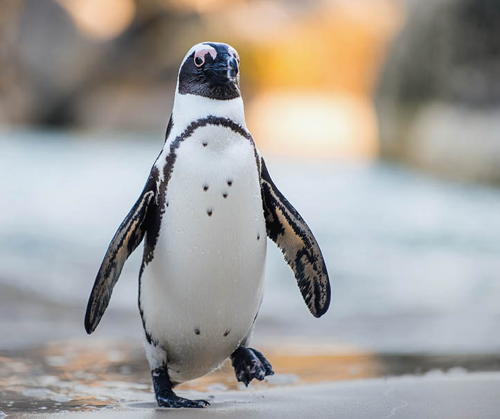 African penguin on the sandy beach. African penguin ( Spheniscus demersus) also known as the jackass penguin and black-footed penguin. Boulders colony. Cape Town. South Africa