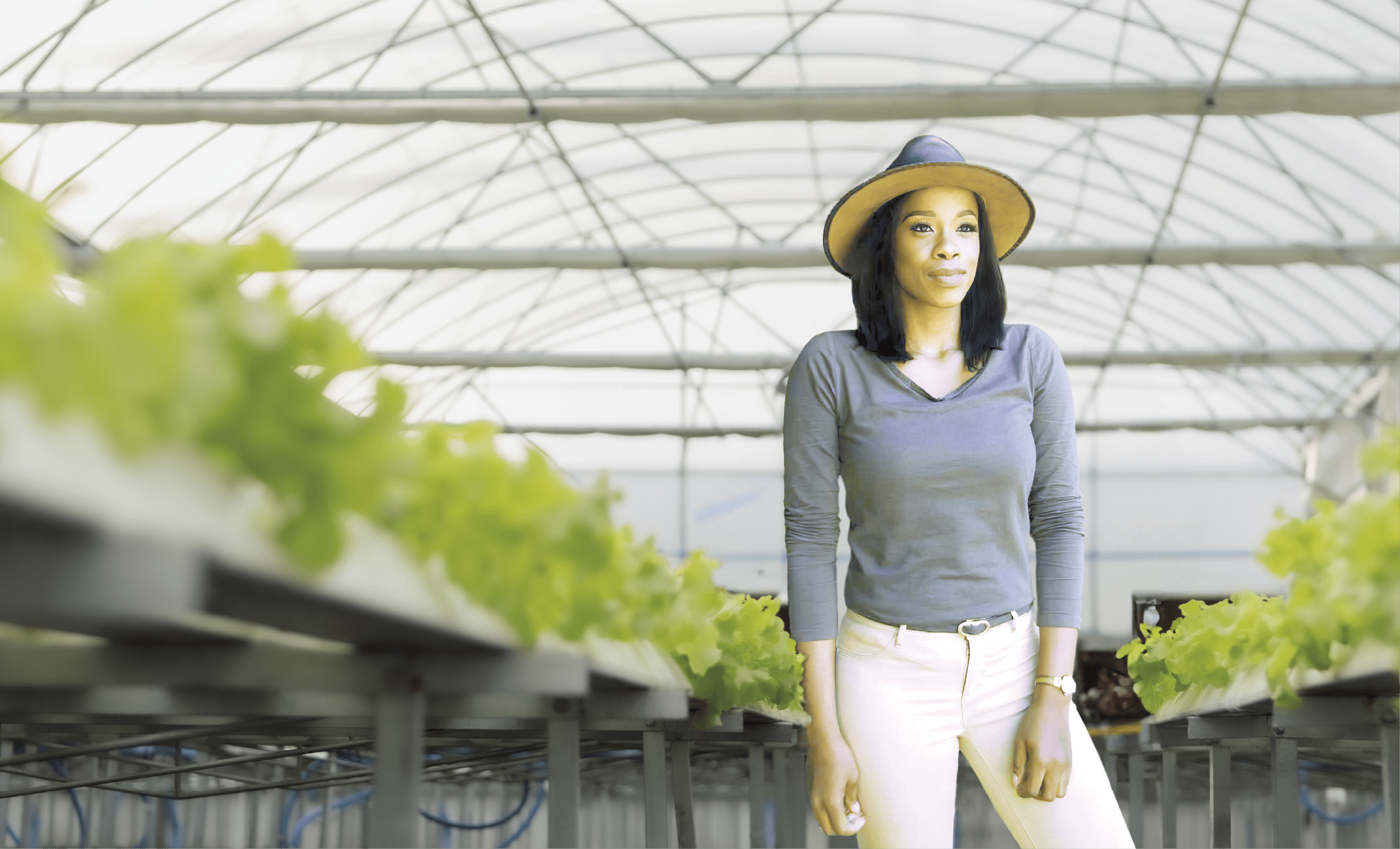 Senior man is working in greenhouse, holds clipboard inspecting quality of green lettuce cultivation. Asian horticulture farmer cultivate healthy nutrition organic salad vegetables in hydroponic farm