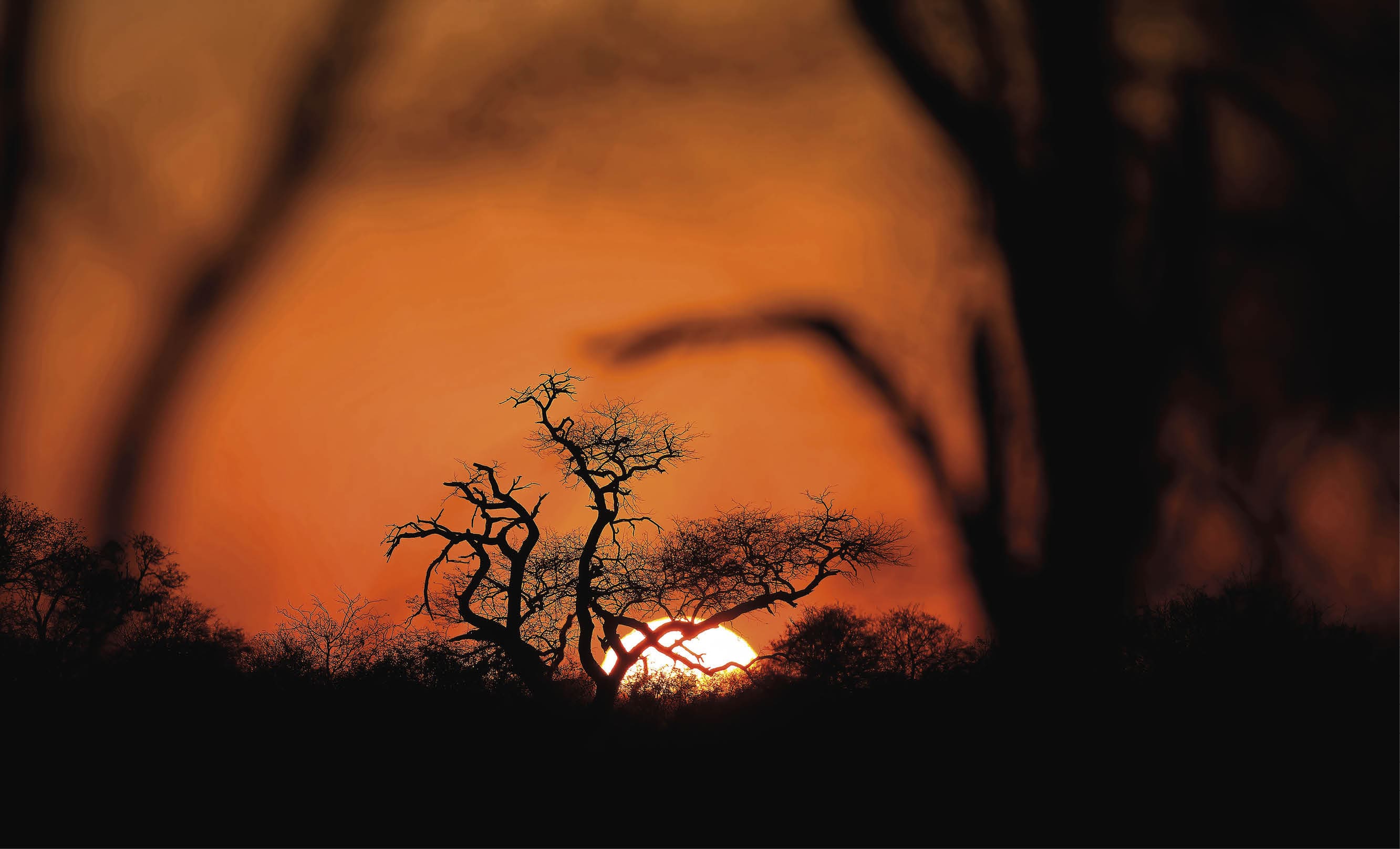 Sunrise. Kruger National Park. South Africa. (Photo by: Nicolas Deloche /Godong/Universal Images Group via Getty Images)