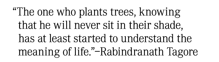 “The one who plants trees, knowing that he will never sit in their shade, has at least started to understand the mean...